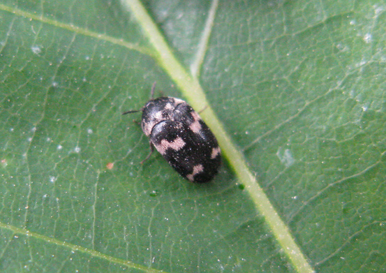 Dermestidae